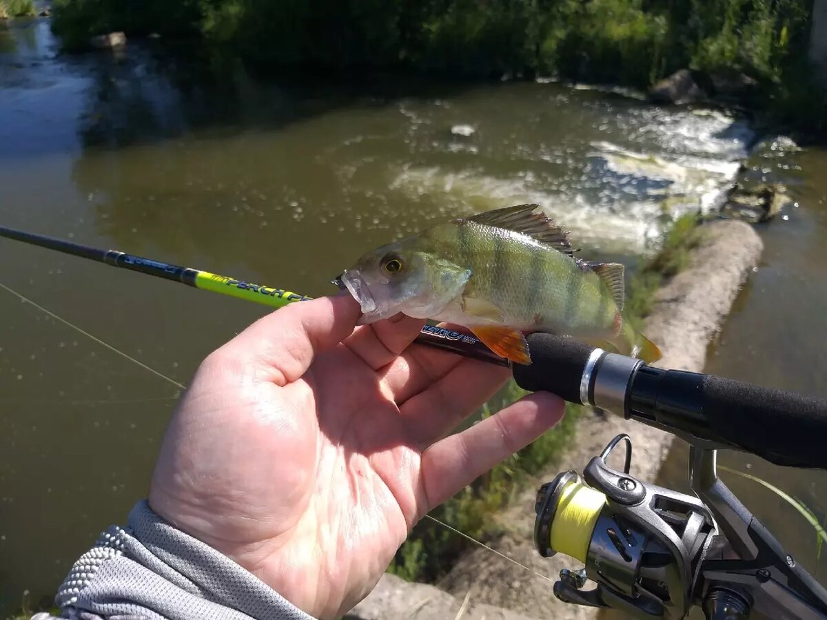 Обзор спиннинга Kosadaka Perch Pro: за дальней бровкой не скрыться! | В  поисках неуловимых | Дзен