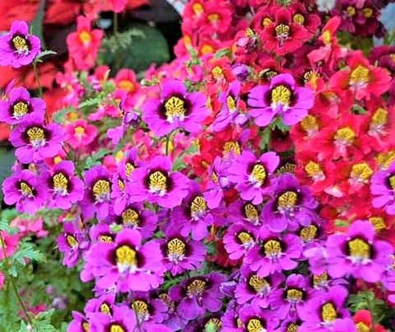 Цветение схизантуса невероятно обильное и яркое. Фото с сайта: https://clck.ru/ZrijQ.