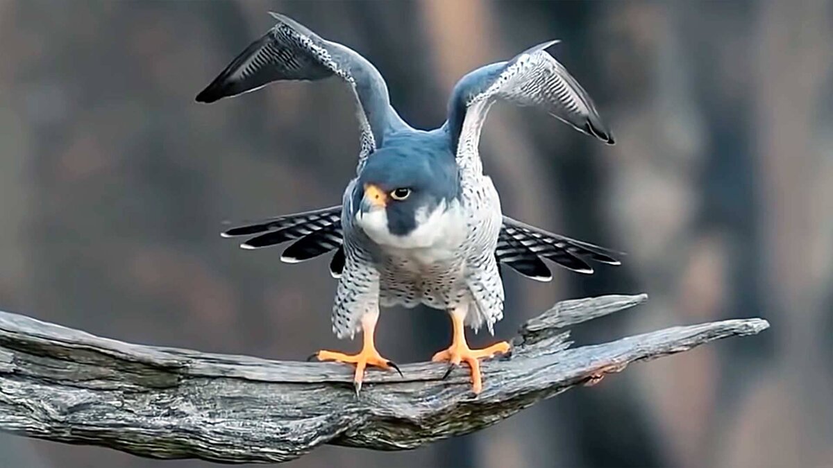 Красавчик! Согласны?