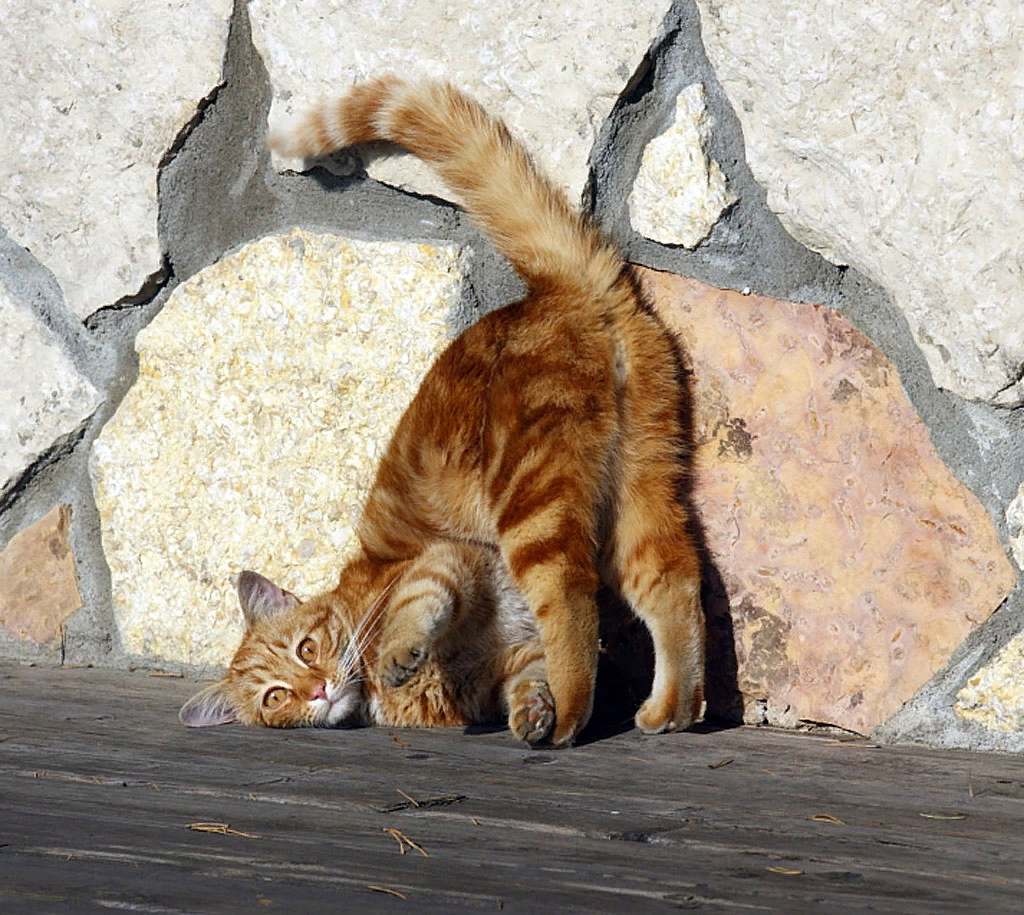 Кошкин сидит. Кошки в интересных позах. Интересные коты. Котики в смешных позах.