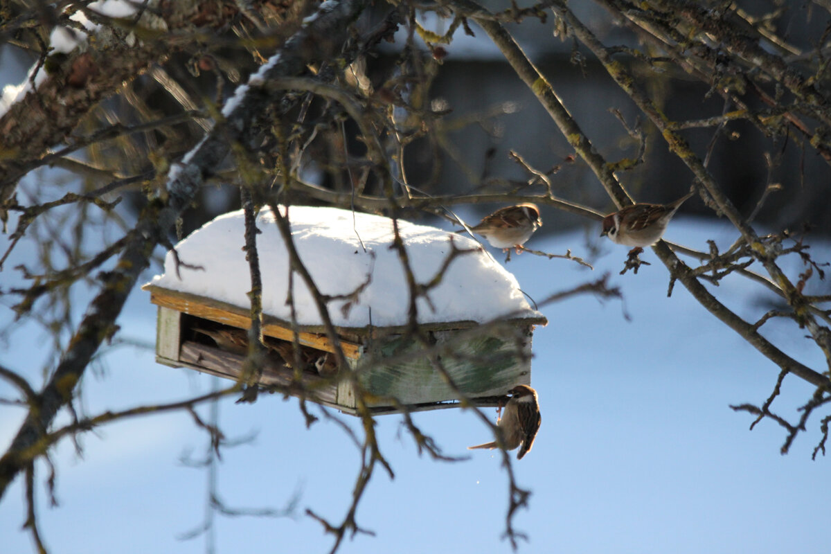 Наша кормушка. Фото автора