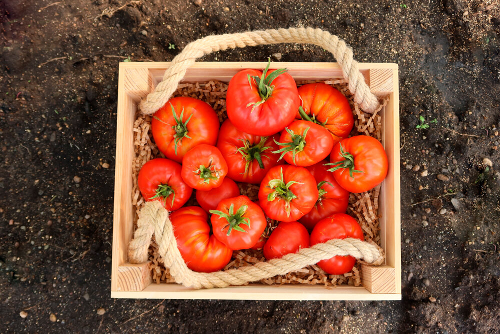 Как приобрести семена томатов?