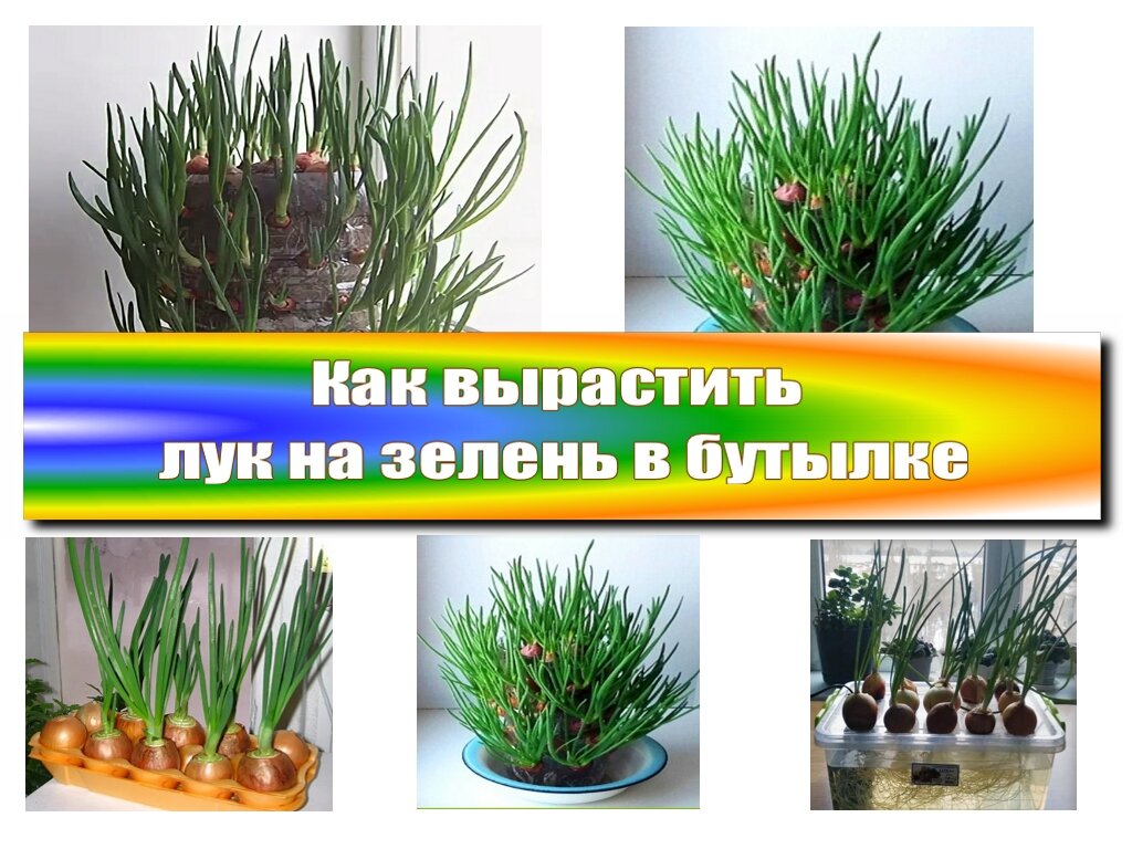 Лук на зелень на подоконнике