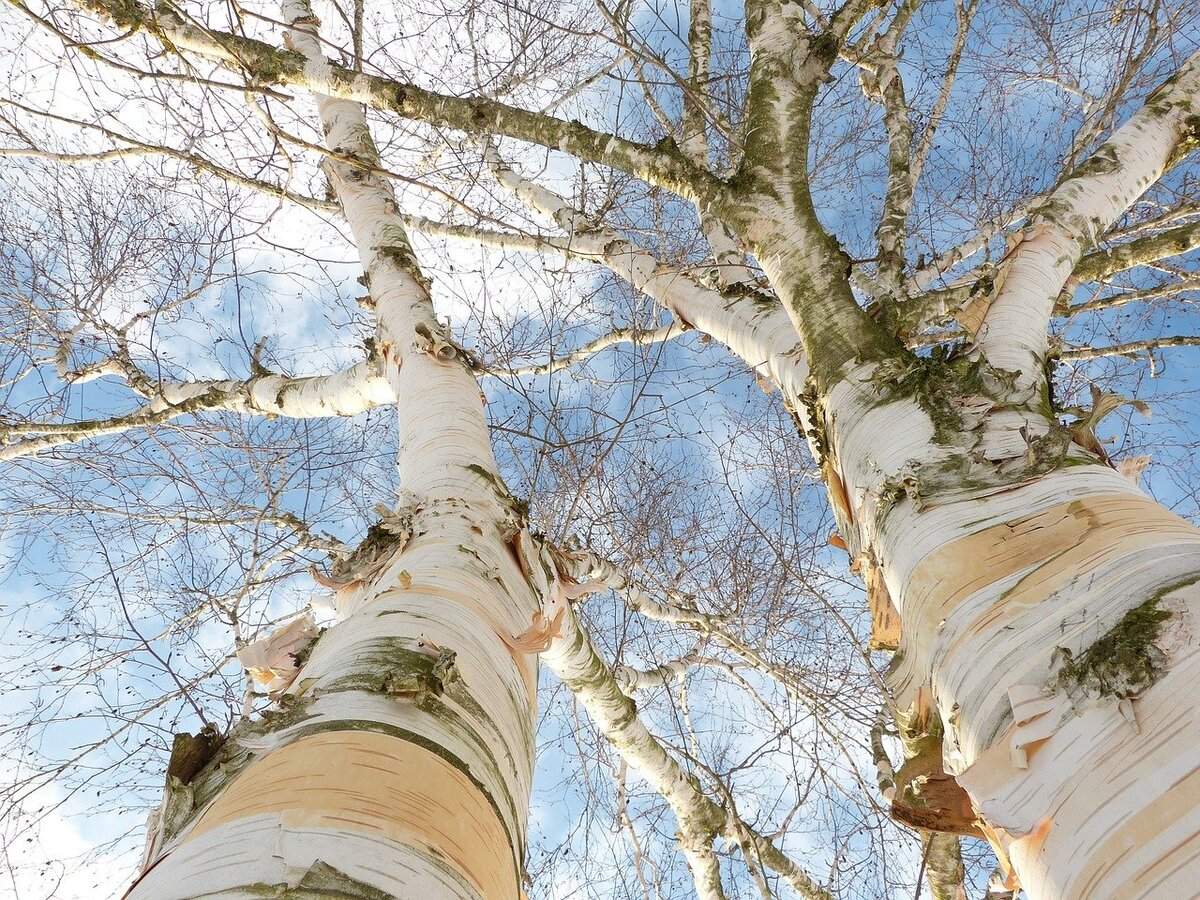 Бели дерево. Береза японская Betula japonica. Кора березы. Ствол березы. Белый ствол березы.