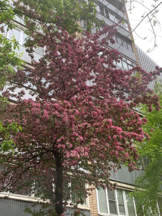 Фото Аллы Анискиной . Рядышком и такая красавица.