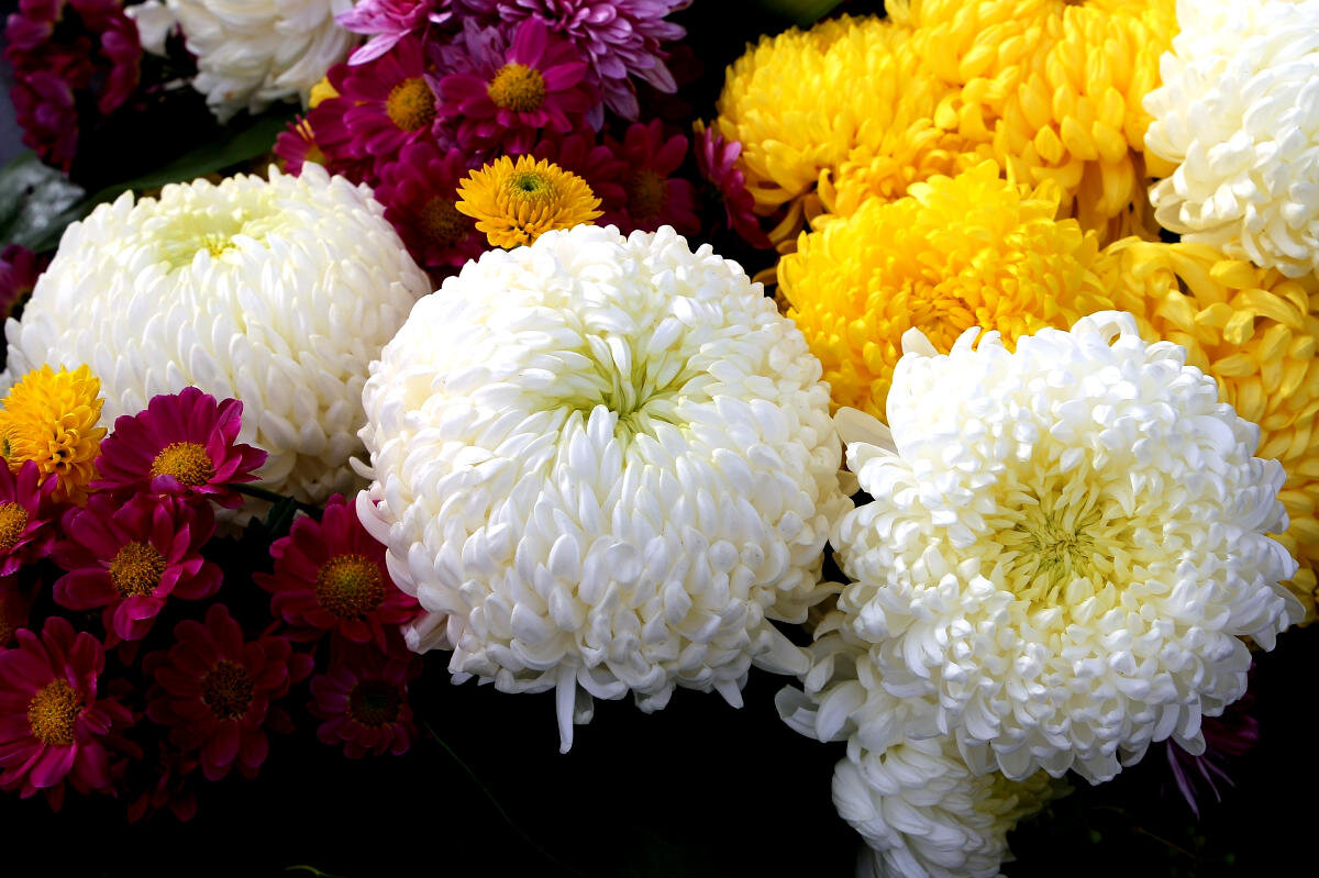 Хризантема Chrysanthemum