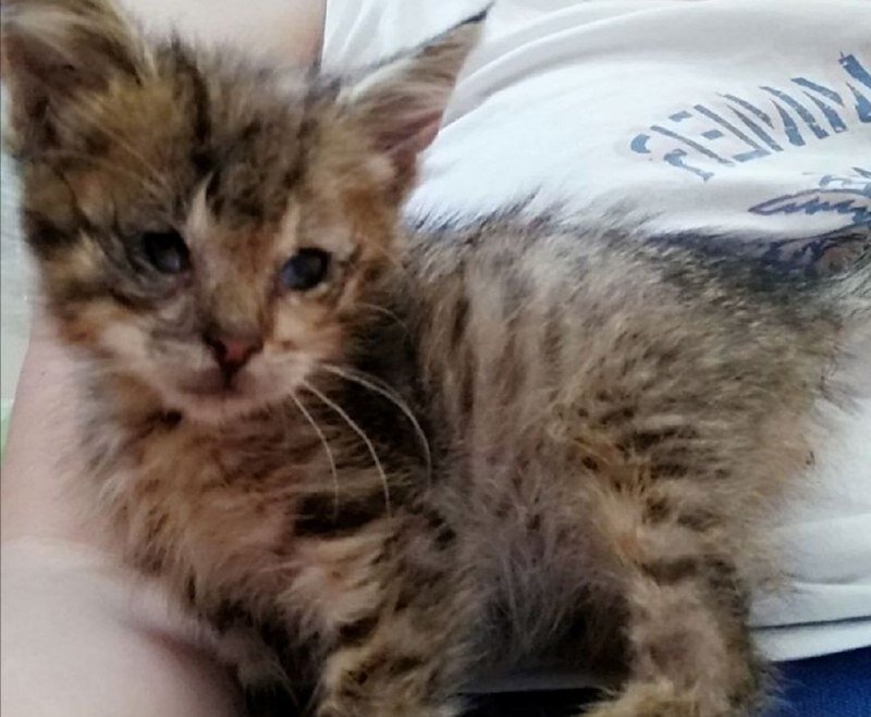 Вот такое чудо чудное встретила я тёплым летним вечером 3 года назад. Ножки-спички и крысиный хвостик.