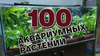 Распаковка 100 аквариумных растений