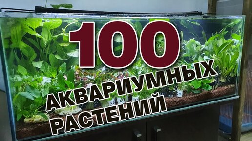 Распаковка 100 аквариумных растений
