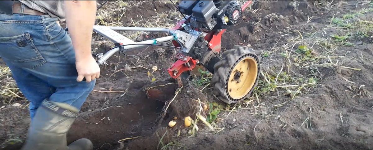 Копка картофеля с помощью межрядного окучника.