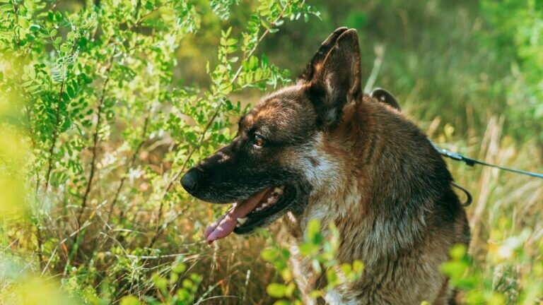    В Оренбуржье в 2023 году повысят зарплату ветеринарным врачам и специалистам Марина Шарт