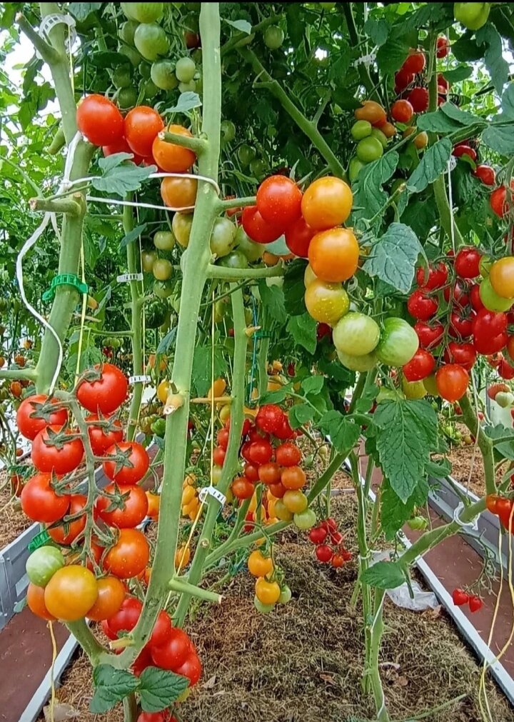 Наши томаты. 