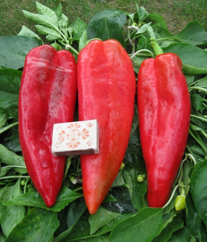 Красный бабан (фото из открытых источников)