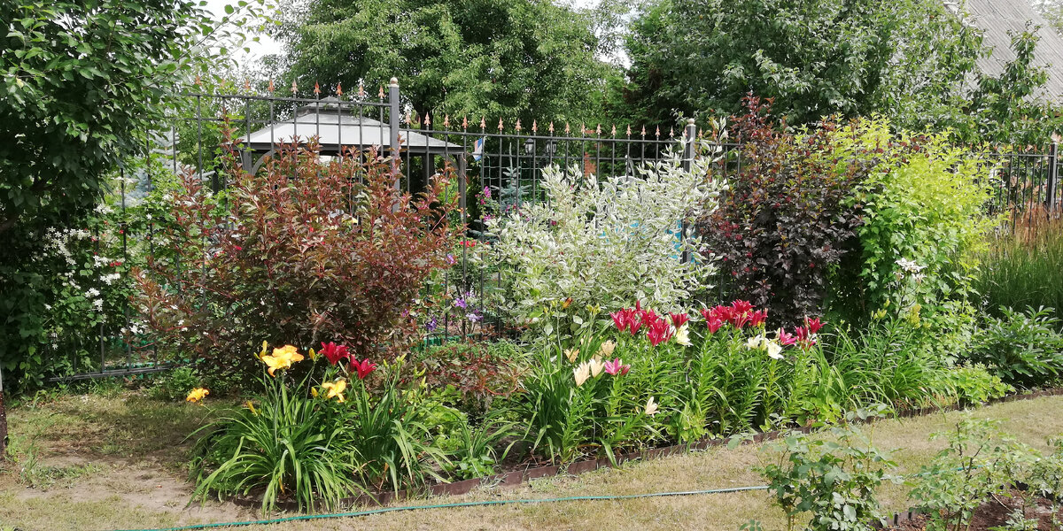 Пузыреплодники и дерен вдоль соседского забора на даче, лето 2019