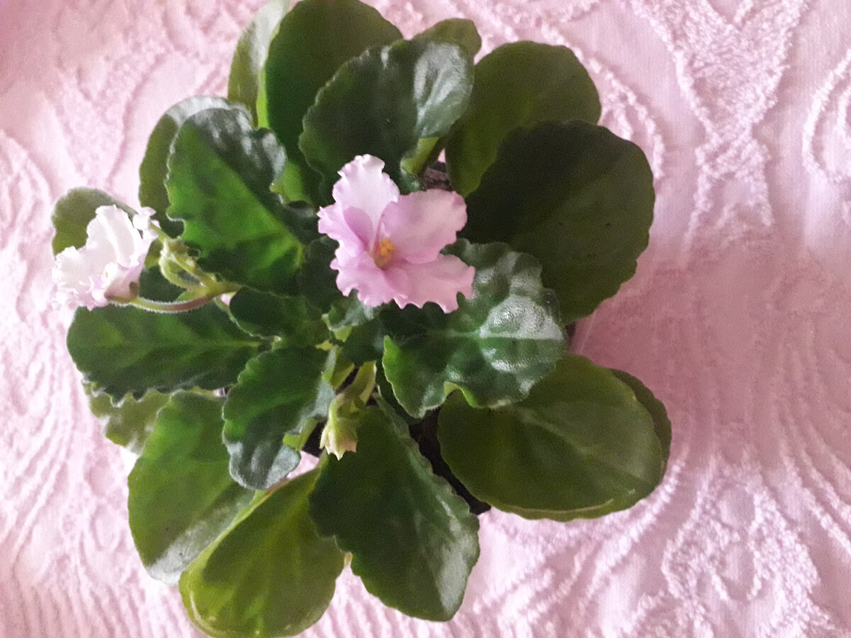 Перед поливом просматриваю низ горшка,через отверстия.Если нужно трогаю пальцем.нужно быть уверенной что действительно грунт подсох. 