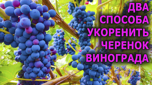 ДВА НАДЕЖНЫХ СПОСОБА УКОРЕНЕНИЯ ВИНОГРАДНЫХ ЧЕРЕНКОВ. КАК УКОРЕНИТЬ ВИНОГРАДНЫЕ ЧЕРЕНКИ. УКОРЕНЕНИЕ ЧЕРЕНКОВ ВИНОГРАДА.