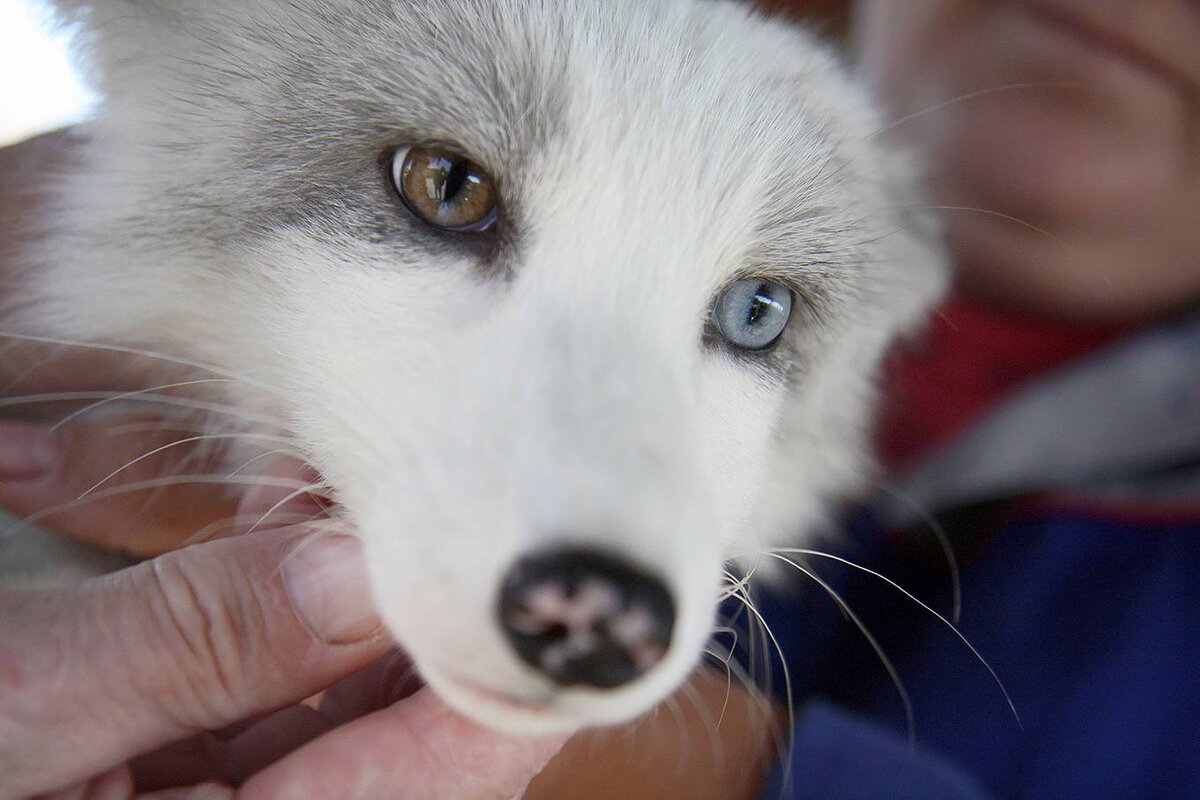 Добрая лисица с глазами разного цвета. Фото Мария Роговая