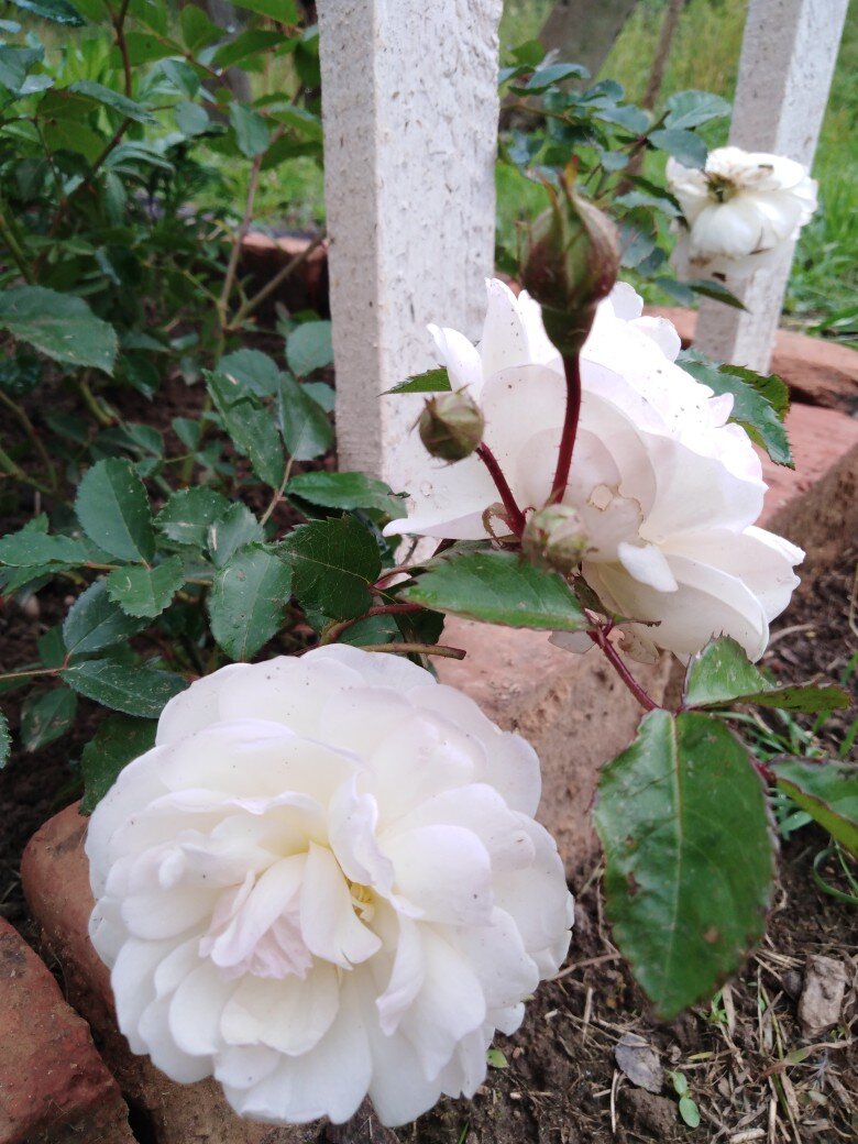 опора для  розочек