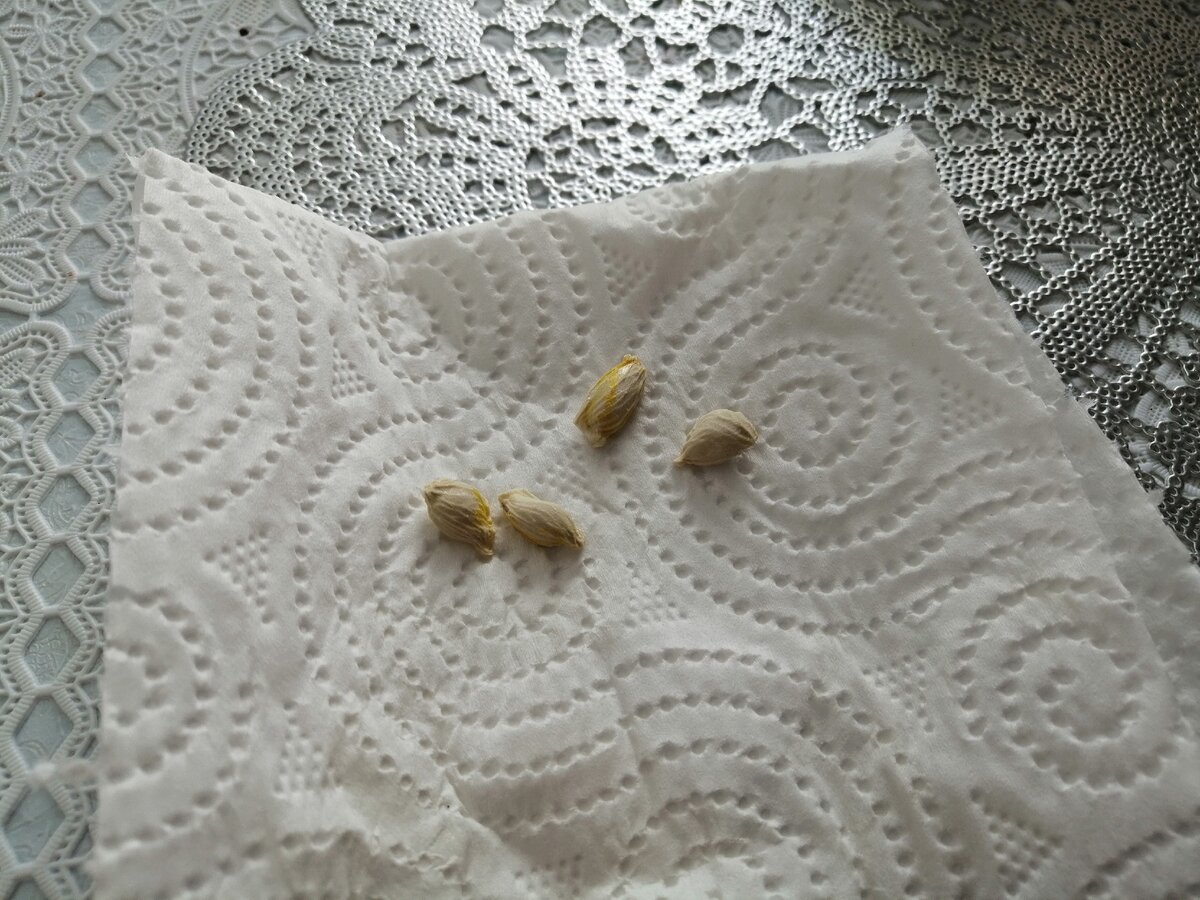 Выращивание апельсина из косточки в домашних условиях 