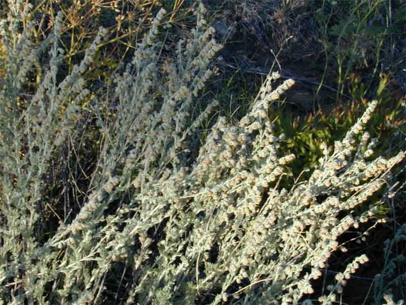 Полынь холодная (Artemisia frigida Willd.) (фото из открытых источников)
