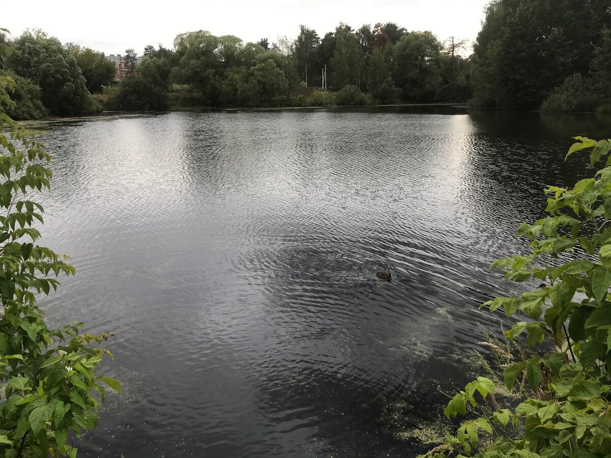 Пруд по соседству с дубом.  25 шагов от дома))