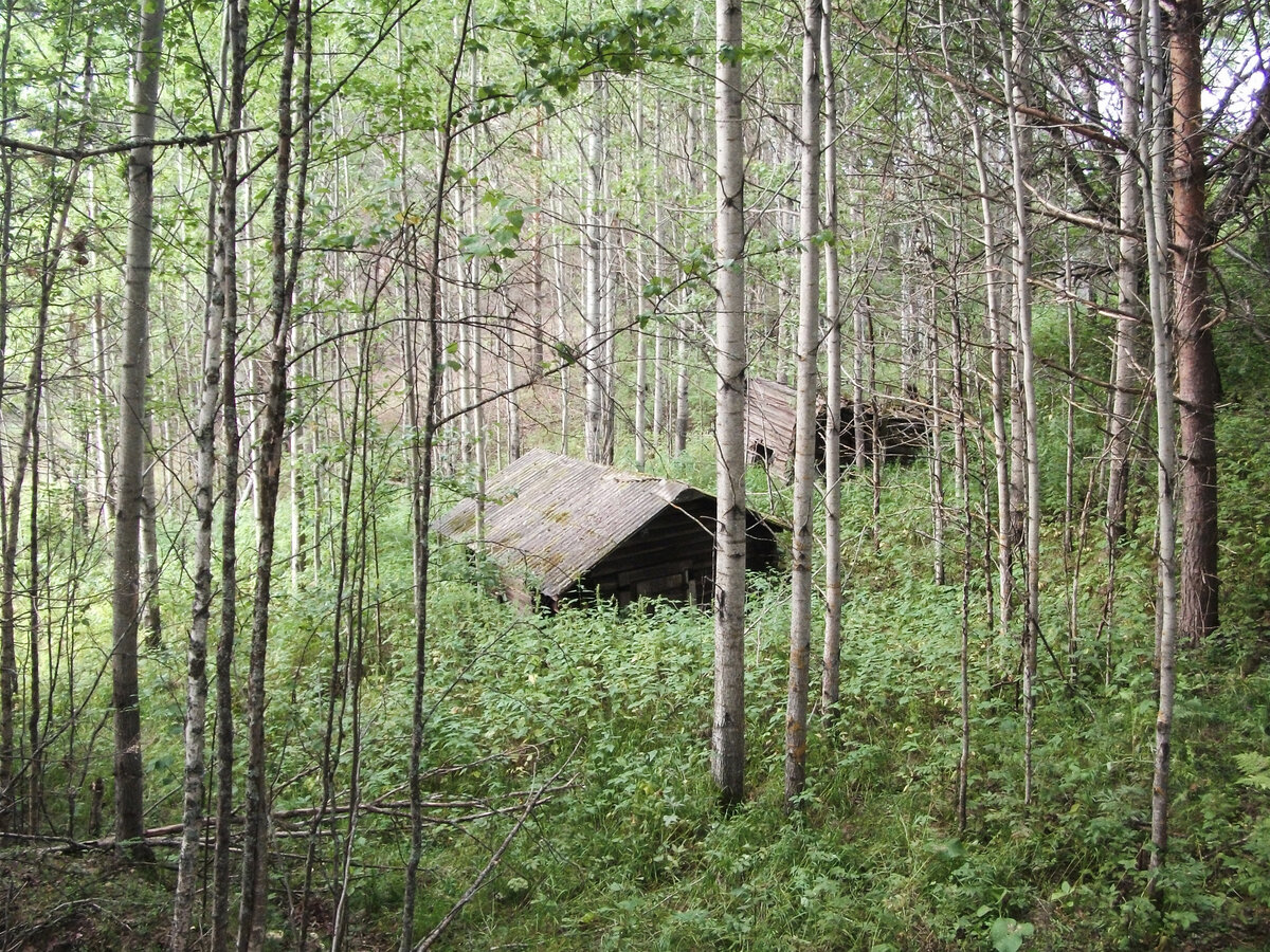 Зарастающий берег реки с банями, топившимися по-черному.