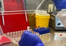 В Салехарде еще одна лаборатория начала работать с тестами на COVID-19
1079