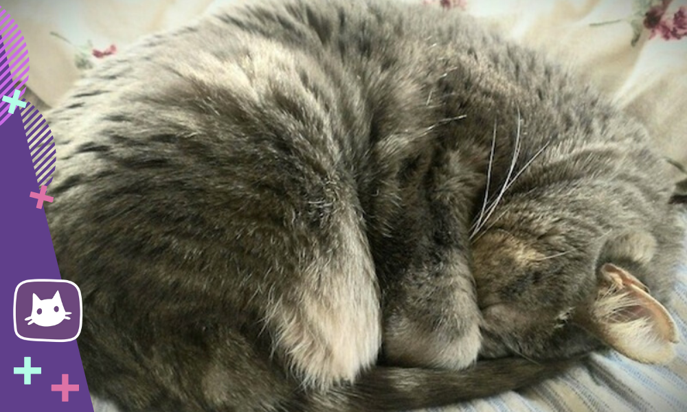 Приметы кошка на животе. Спящий кот клубочком. Кошка свернулась клубочком.