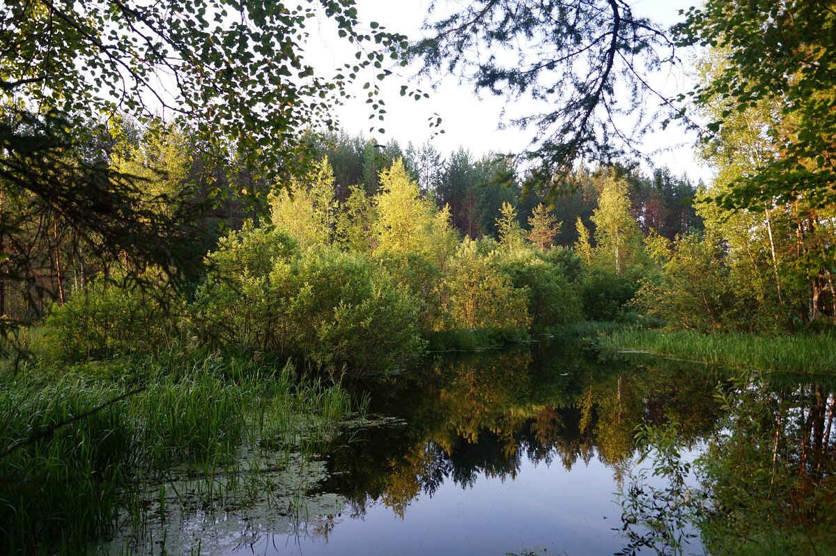 Автор иллюстрации: Sergei Berezin  с сайта Pixabay 