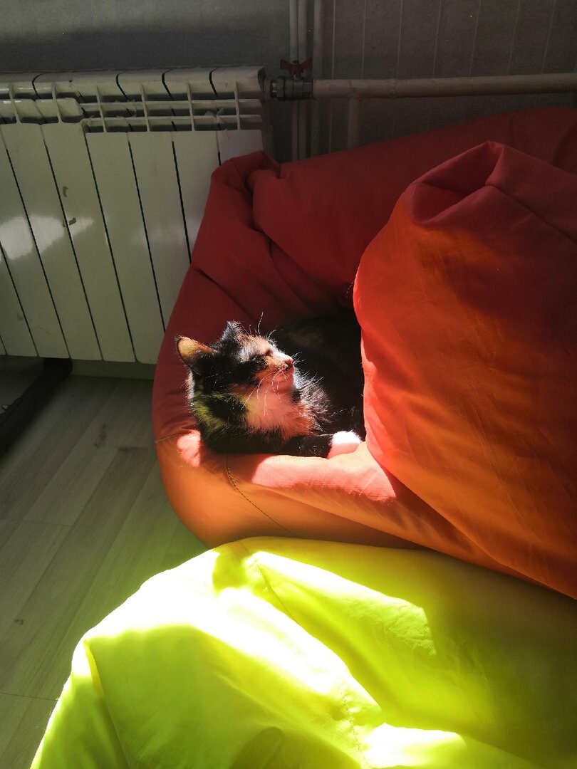 С солнышком теплее спится.