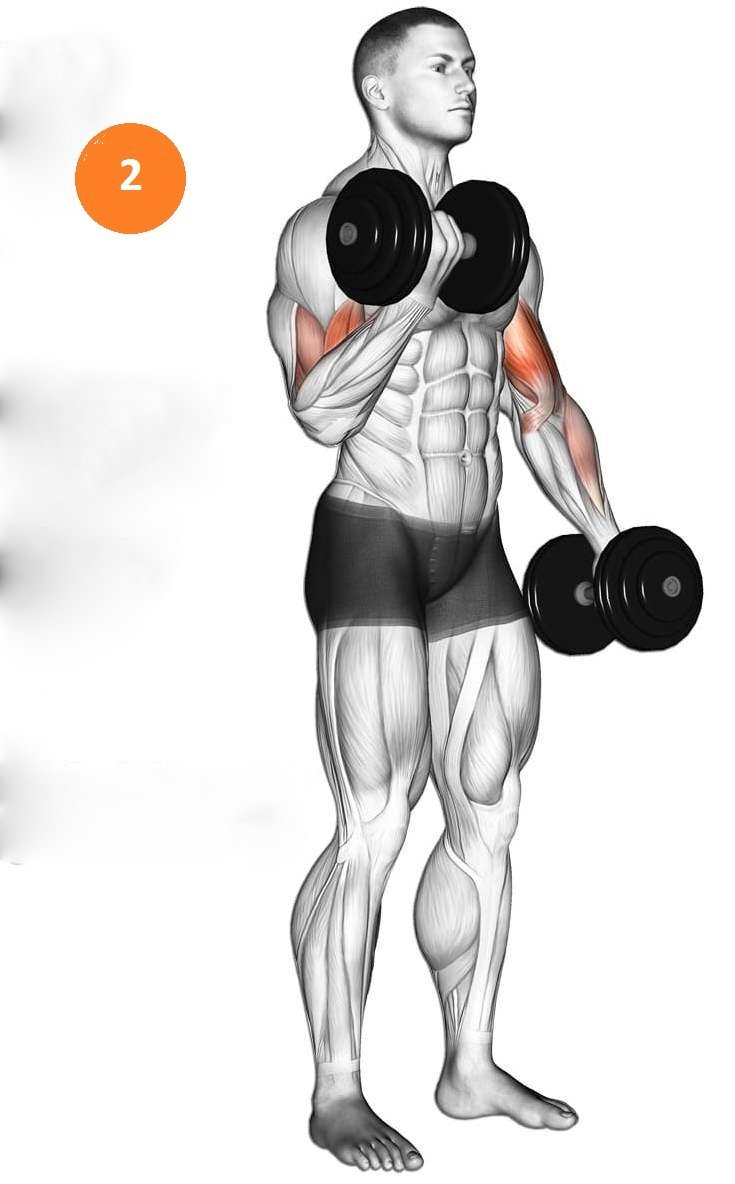 Синхронное сгибание рук с гантелями. 