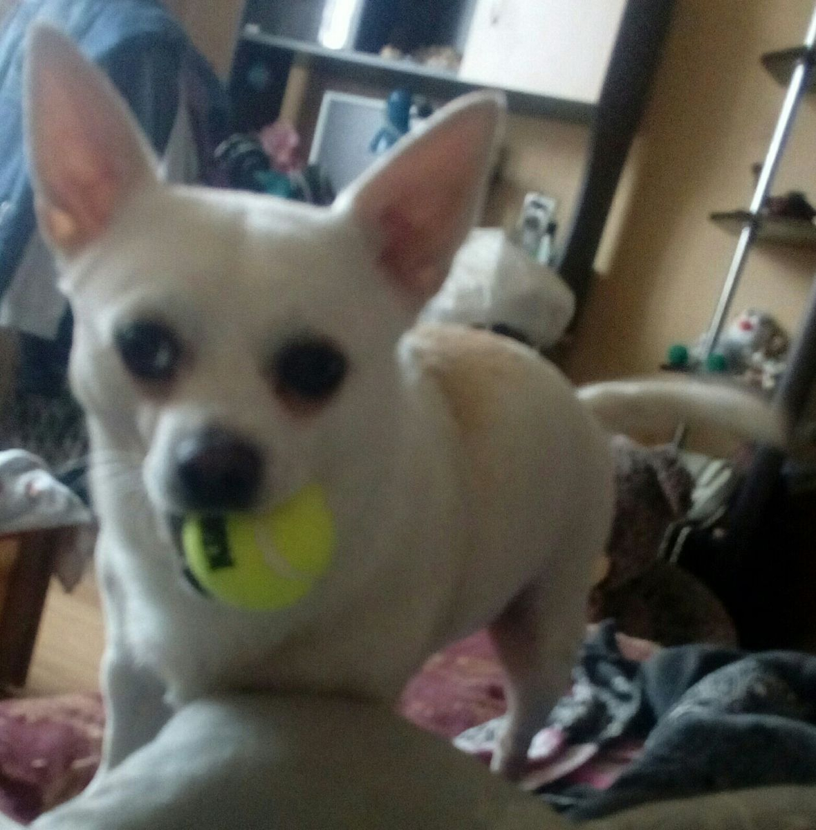 Айсик, собственной персоной