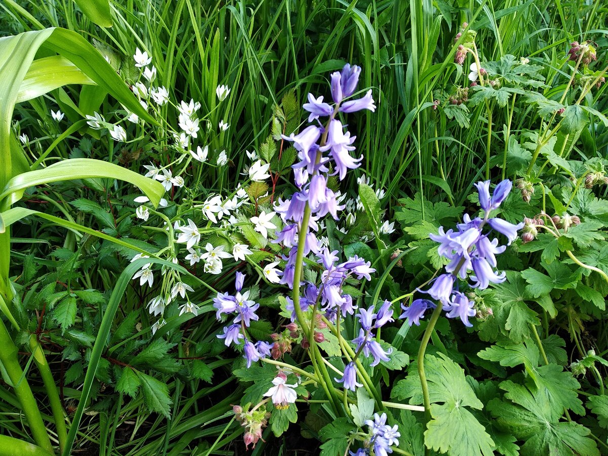 Нежданно- негаданно вырос вот такой милый цветочек