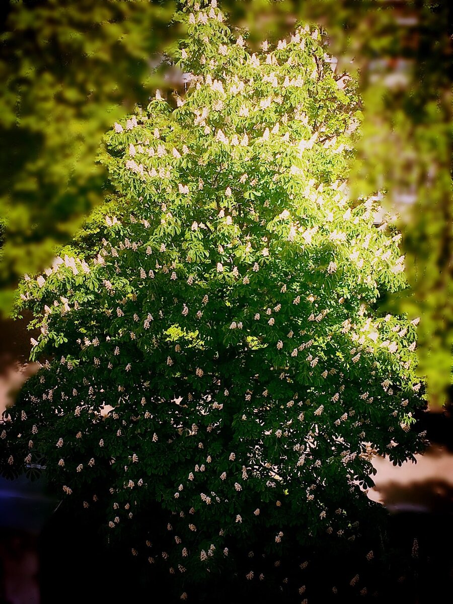 Торжествующее дерево каштана