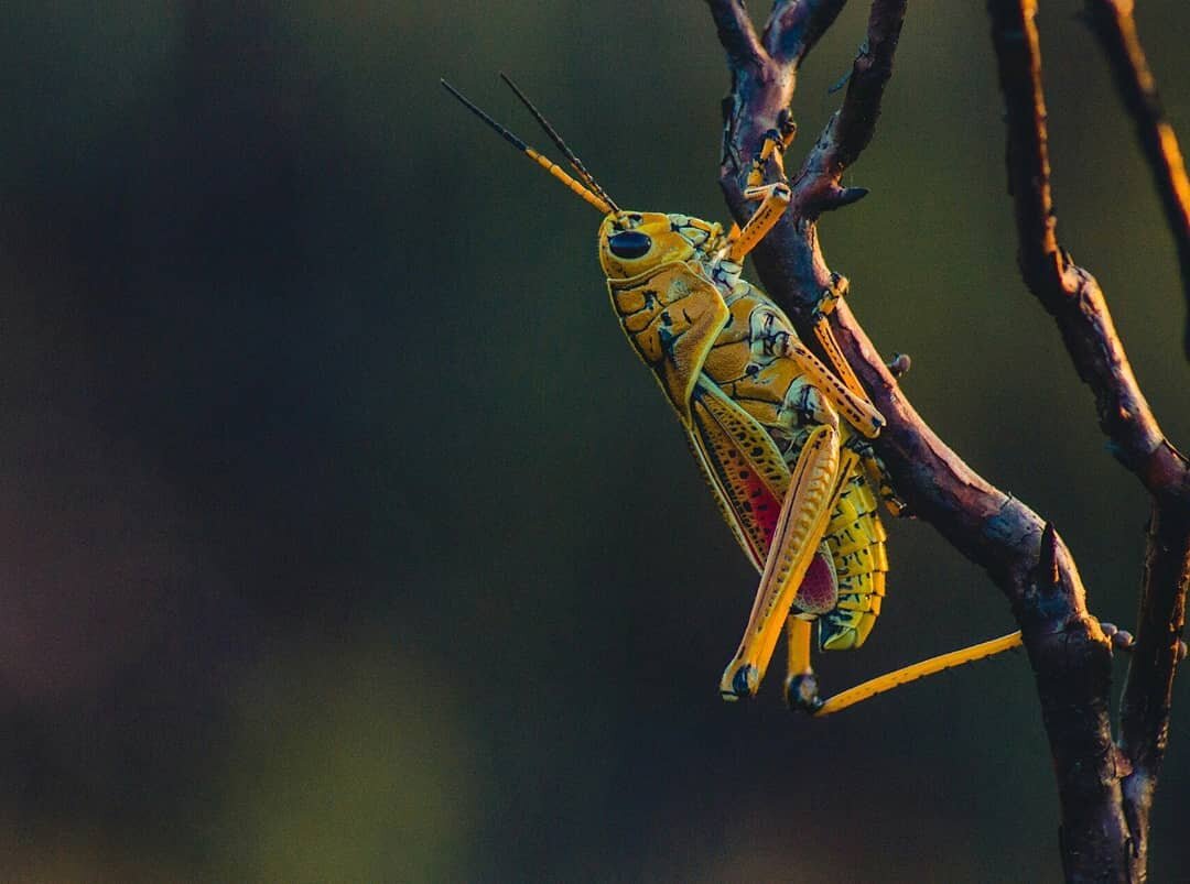 Фото сайта Canva