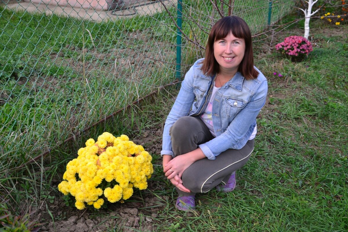 Желтые хризантемы той осенью