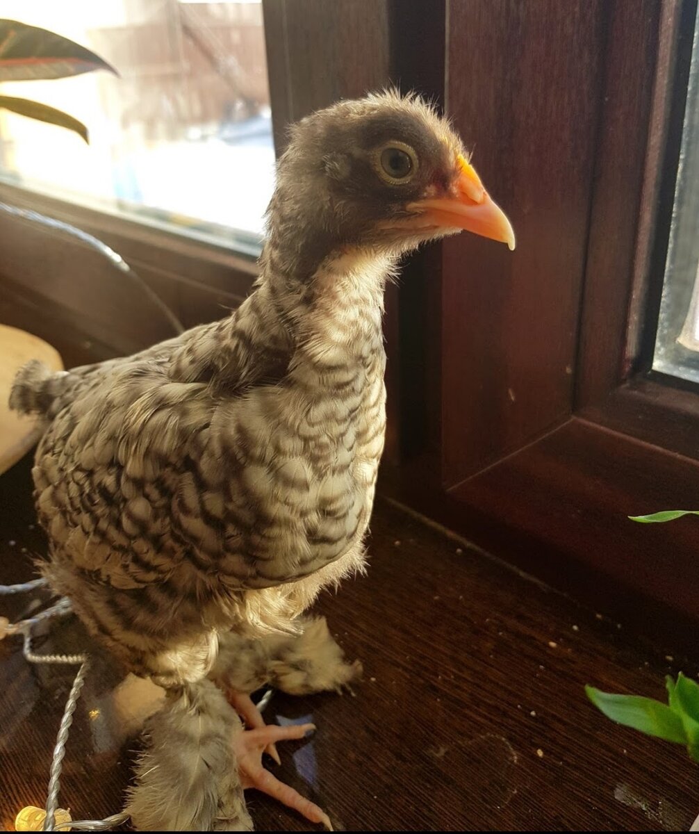 Бобик маленькая