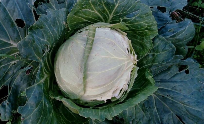 Лопнувший кочан. Фото автора