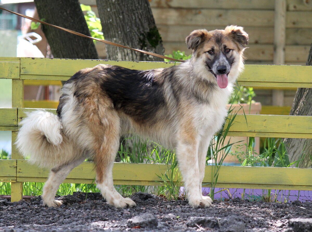 Приют Солнцево. Шейлок. Ему 4.5 года – самый игривый и шебутной возраст. 