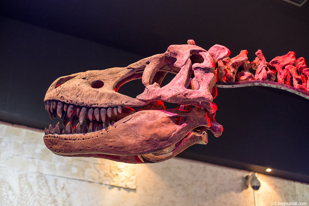 Тарбозавр. Музей пермских древностей, Пермь (ещё 1 фото)