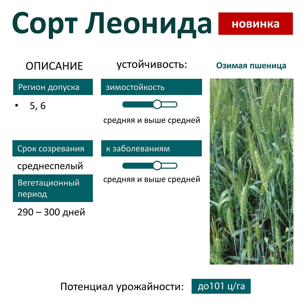 Сорта озимой пшеницы характеристики