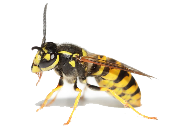 У большинства людей укус осы вызывает такие  симптомы, как покраснение, боль, жжение и припухлость в месте укуса. Однако у некоторых людей это может вызвать системную реакцию, например анафилактический шок, который опасен для жизни. Яд из жала осы вреден для человека. 