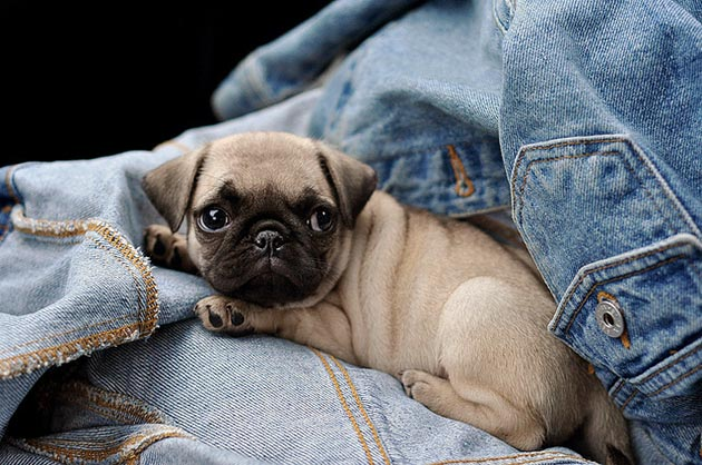 Щенок породы мопс