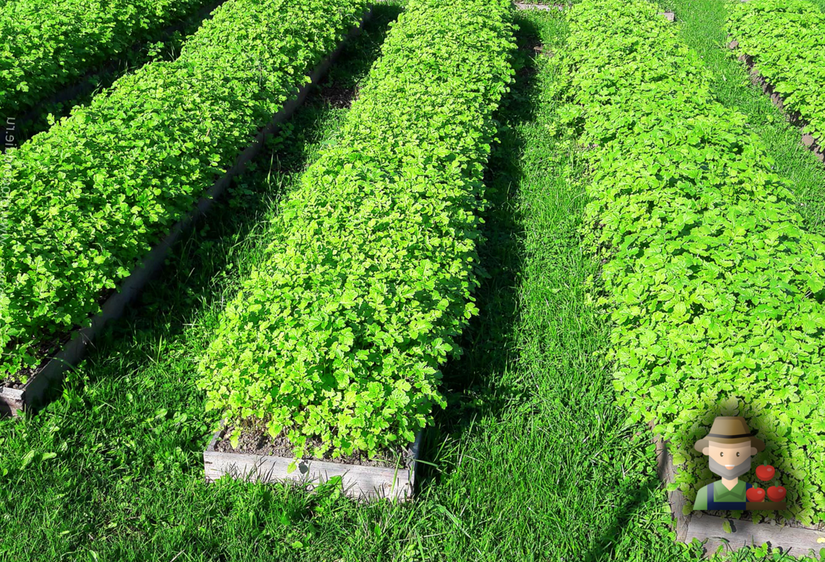 Горчица как сидерат когда сеять и когда закапывать в теплице