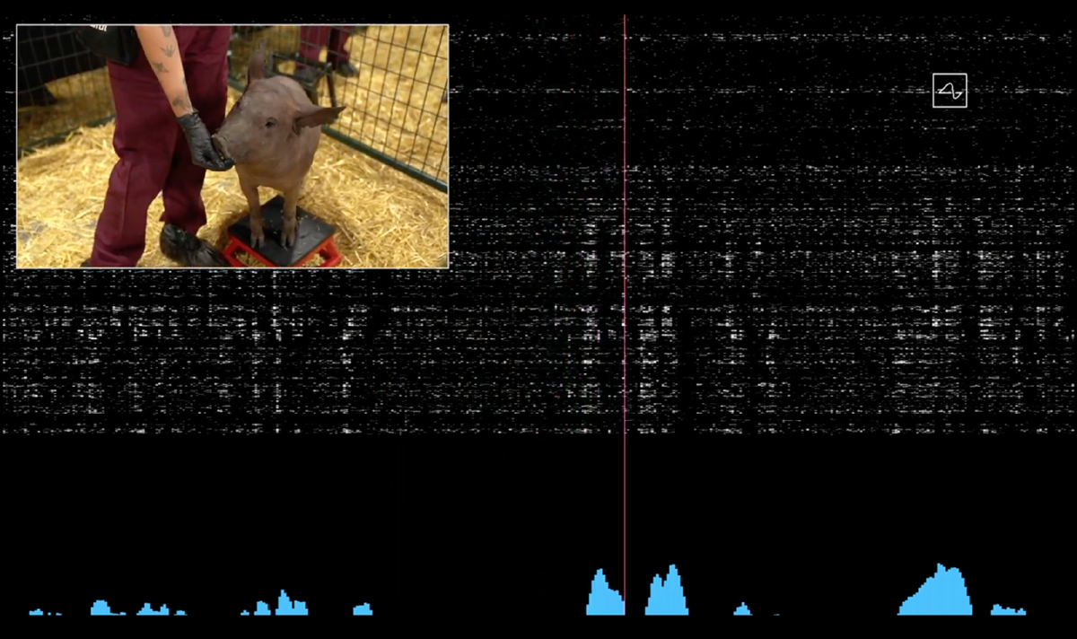 А вот и кибер-свинка Гертруда (фото: Neuralink)