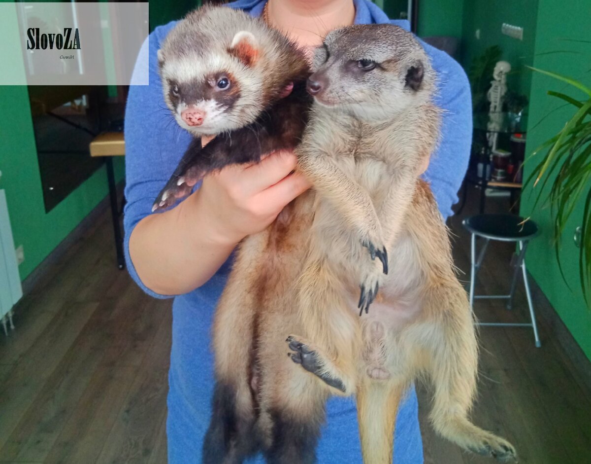 Хорек и Сурикат