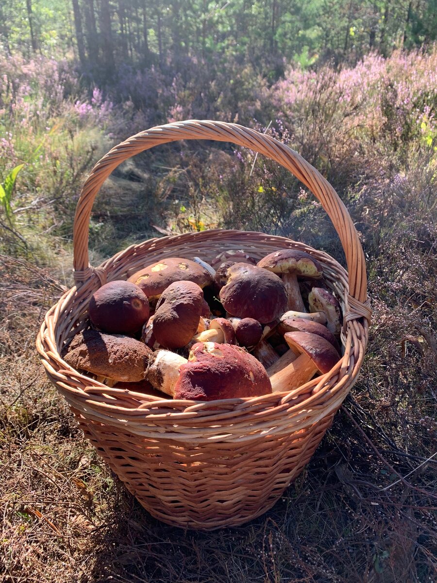 Северная часть Л.О.