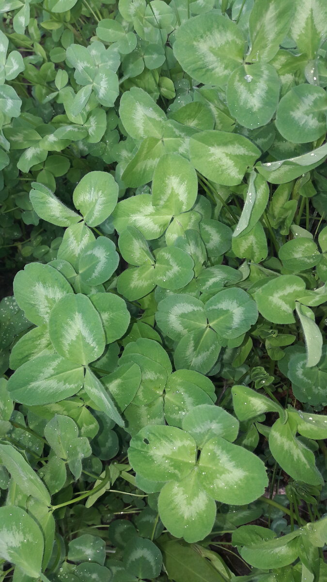 Клевер загадочное растение,так как у него на листочках изображение треугольника! Треугольник это символ вселенной!!!