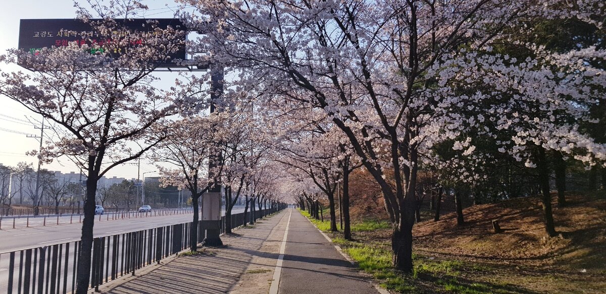 Сакура весной в Южной Корее.