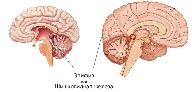 #железа #эпифиз #шишковидноетело #мозг #сознание